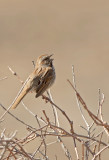 Passero cantore: Melospiza melodia. En.: Song Sparrow