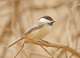 Cincia bigia americana: Poecile atricapillus. En.: Black-capped Chickadee