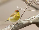 Dendroica delle palme: Dendroica palmarum. En.: Eastern Palm Warbler