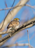 Passero delle praterie: Passerculus sandwichensis. En.: Savannah Sparrow
