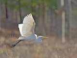 Airone bianco maggiore: Ardea alba. En.: Western Great Egret