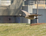 Oca del Canada: Branta canadensis. En.: Canada Goose