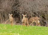 Cervo: Cervus elaphus. En.: Red Deer - F -