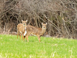 Cervo: Cervus elaphus. En.: Red Deer - F -