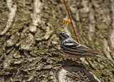 Parula bianca e nera: Mniotilta varia. En.: Black and White Warbler