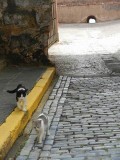 Kittys in Old San Juan, Puerto Rico