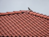 An Iquana on a house at Curacao