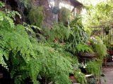 Ferns on the side of the cat house. 