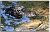 IMG_2483 Dwarf Crocodile 2.jpg