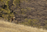 11/4/2012  Deer