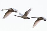 11/14/2012  Swans