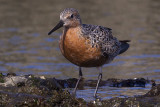 4/22/2013  Red Knot