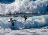 Skimming ocean waves  _MG_2788.jpg