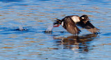 Duck taking off _MG_5766.jpg