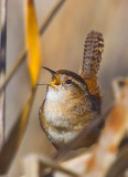 Marsh wren singing _MG_6754.jpg