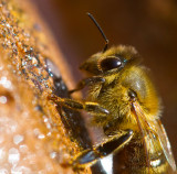 A bee close up_MG_7353.jpg