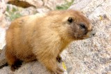 Yellow Bellied Marmot