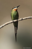 ML011549.jpg