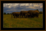 147-=-IMG_2764-=-Elphants-heading-for-a-waterhole-V1.jpg