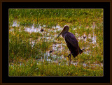 4=-IMG_2827-=-Yellowbilled-Stork.jpg