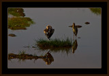 5=IMG_2832=Yellowbilled-Stork.jpg