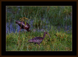 6=IMG_2838=Glossy-Ibis.jpg