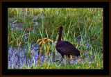 8=IMG_2840=Glossy-Ibis.jpg