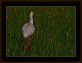 9=IMG_2841=Spoonbill.jpg