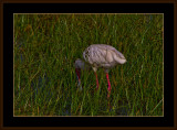 10=IMG_2842=Spoonbill.jpg