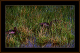 13=IMG_2845=Glossy-Ibis.jpg