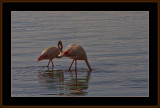 20=IMG_2856=Flamingo.jpg