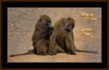 93=IMG_0194=Furcleansing-Baboons.jpg