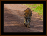 104=IMG_0210=Leopard-on-the-road.jpg
