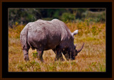 118=IMG_0255=White-Rhinoceros.jpg