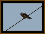 297=IMG_3899=Blackshouldered-Kite.jpg