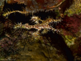 Harlequin (ornate) ghost pipefish - Solenostomus paradoxus