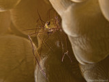 Partner Shrimp on a bubble coral