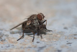 A fly preying on a cotton seed bug