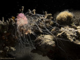 Sea Anemone - Alicia pretiosa