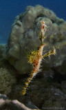 Harlequin (ornate) ghost pipefish - Solenostomus paradoxus