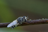 Fly - Stratiomytidae