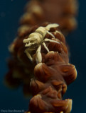 Whip Coral Shrimp - Pontonides unciger - Front view