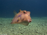 Thornback Trunkfish (Tetrasomus gibbosus)