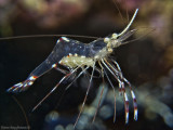 Partner Shrimp with eggs