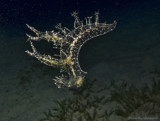 Melibe rangii, Red Sea