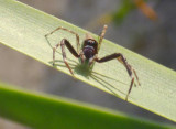 A very small spider