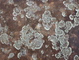 Lichen on a rock platform