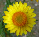 Small half-hidden insect