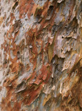 Eucalypt bark in summer – 1