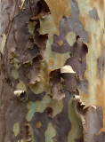 Eucalypt bark in summer – 2
